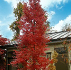 Acer palmatum Silhouette (PBR)