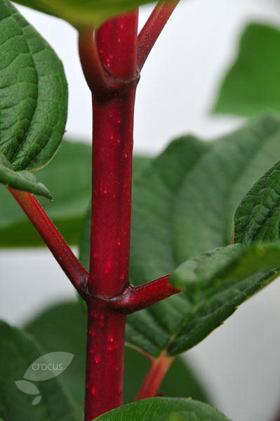 Buy hydrangea Hydrangea paniculata 39;Wim39;s Red PBR39;: Delivery by
