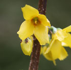 Forsythia × intermedia Goldrausch