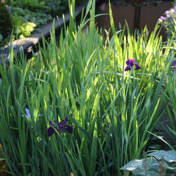 Buy water iris Iris 'Black Gamecock' Delivery by Crocus