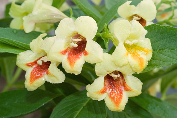 Weigela Weigelia Middendorffiana Mango Delivery Weigela Weigelia