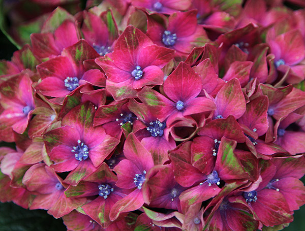 Buy hydrangea Hydrangea macrophylla 39;Glam Rock 39;Horwack39; PBR 