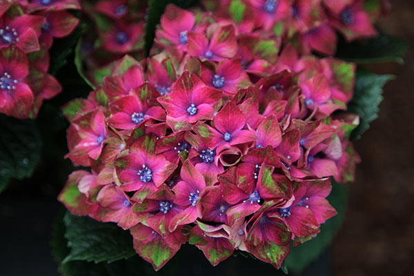 Buy hydrangea Hydrangea macrophylla 39;Glam Rock 39;Horwack39; PBR 