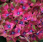 Hydrangea macrophylla Glam Rock ('Horwack') (PBR)