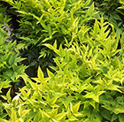 Nandina domestica Magical Lemon and Lime ('Lemlim') (PBR)