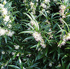 Sarcococca hookeriana var. hookeriana 'Ghorepani'