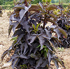 Sambucus nigra f. porphyrophylla Black Tower ('Eiffel 1') (PBR)