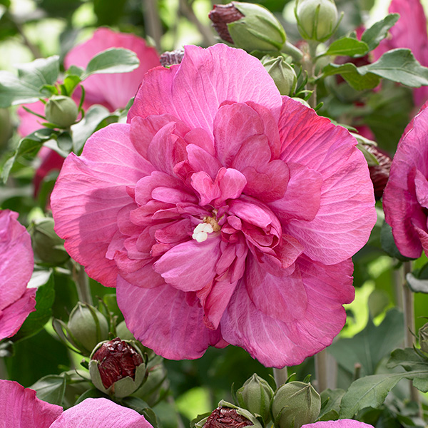 Buy Tree Hollyhock Hibiscus Syriacus 'magenta Chiffon ('rwoods5') (pbr 