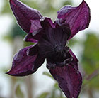 Clematis viticella Flore Pleno