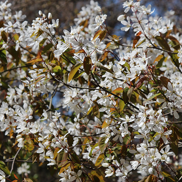 Buy June berry bush Amelanchier lamarckii