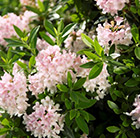 Rhododendron Bloombux ('Microhirs3') (PBR)