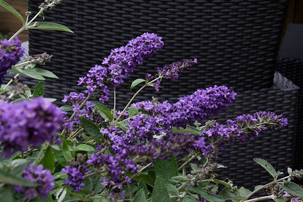 buy-butterfly-bush-free-petite-buddleja-free-petite-blue-heaven