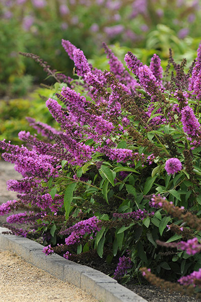 Buy butterfly bush Free Petite Buddleja 'Free Petite Tutti 