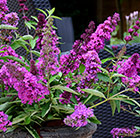 Buddleja Free Petite Tutti Fruitti Pink ('Podaras No 13') (PBR)