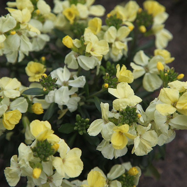 Buy wallflower Erysimum wallflower 'Primrose Dame' Delivery by Crocus