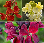 Persian wallflower collection