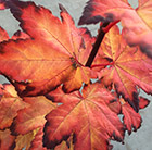 Acer circinatum Burgundy Jewel