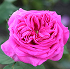 Rosa Madame Isaac Pereire