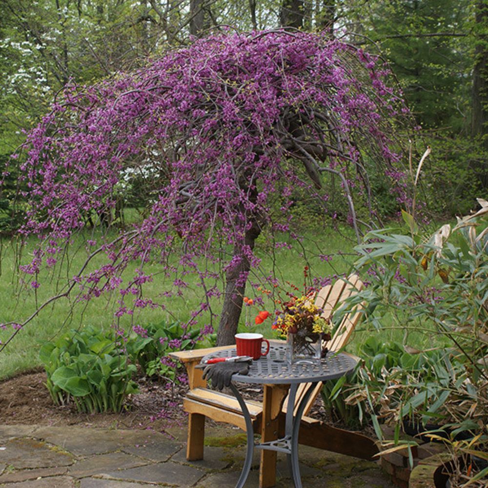 Buy American redbud Cercis canadensis 'Lavender Twist ('Covey') (PBR ...