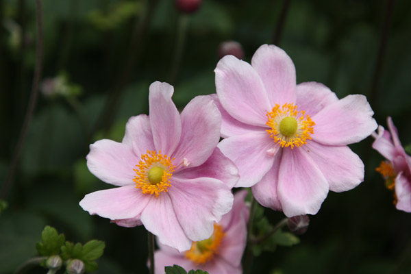 Buy Japanese anemone Anemone × hybrida 'Montrose': Delivery by Waitrose ...