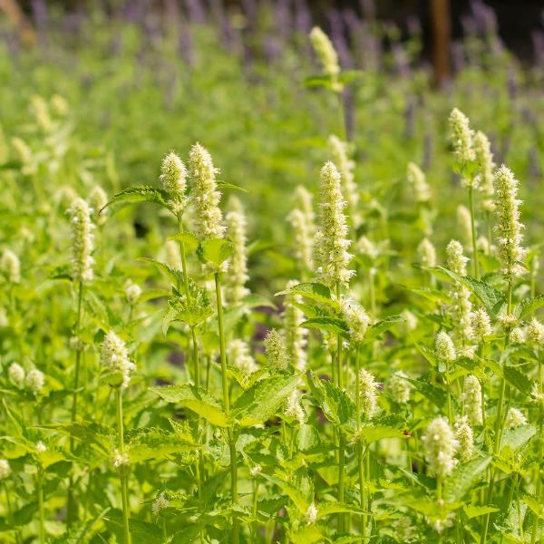 Buy anise hyssop Agastache foeniculum 'Alabaster': Delivery by Crocus