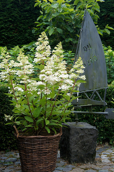 Buy hydrangea Hydrangea paniculata 'Confetti ('Vlasveld02 