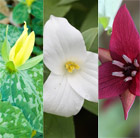 Award-winning Trillium collection