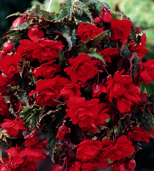 Buy begonia tuber Begonia (Pendula Group) 'Red Giant' Delivery by
