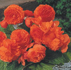Begonia Blazing Star