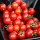 tomato Sweet Aperitif