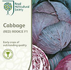cabbage Rookie