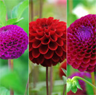 Ruby and amethyst dahlia collection