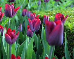 Tulipa andapos;Greuzeandapos; (single late tulip bulbs)