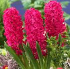 Hyacinthus orientalis Jan Bos