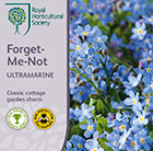 Myosotis sylvatica Ultramarine