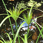 Cyperus papyrus