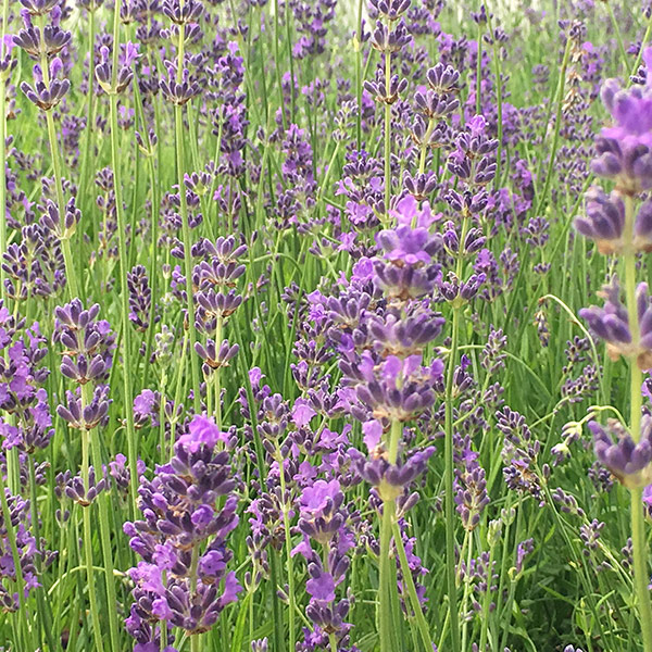 Buy lavender Lavandula angustifolia 'Munstead': Delivery by Crocus