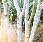 Betula utilis var jacquemontii
