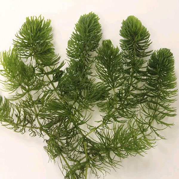 Buy hornwort Ceratophyllum demersum: Delivery by Crocus