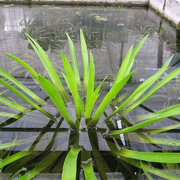 Buy water soldier Stratiotes aloides