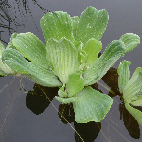 Buy water lettuce Pistia stratiotes Delivery by Crocus