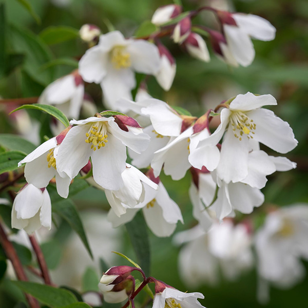 Philadelphus Dainty Lady Mock Orange 2 litre pot Review