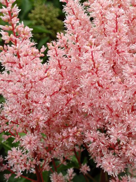 Buy false goatsbeard Astilbe 'Look At Me (PBR) (× arendsii)'