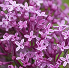 Syringa Bloomerang Dark Purple ('Smsjbp7') (PBR)