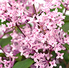 Syringa Bloomerang Pink Perfume ('Pink Perfume') (PBR)