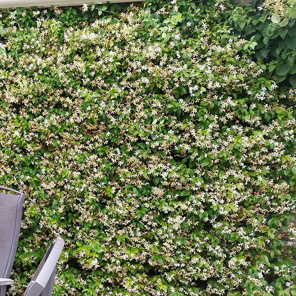 Buy yellow star jasmine Trachelospermum jasminoides 'Star of Toscana