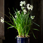 Paperwhites and ceramic pot