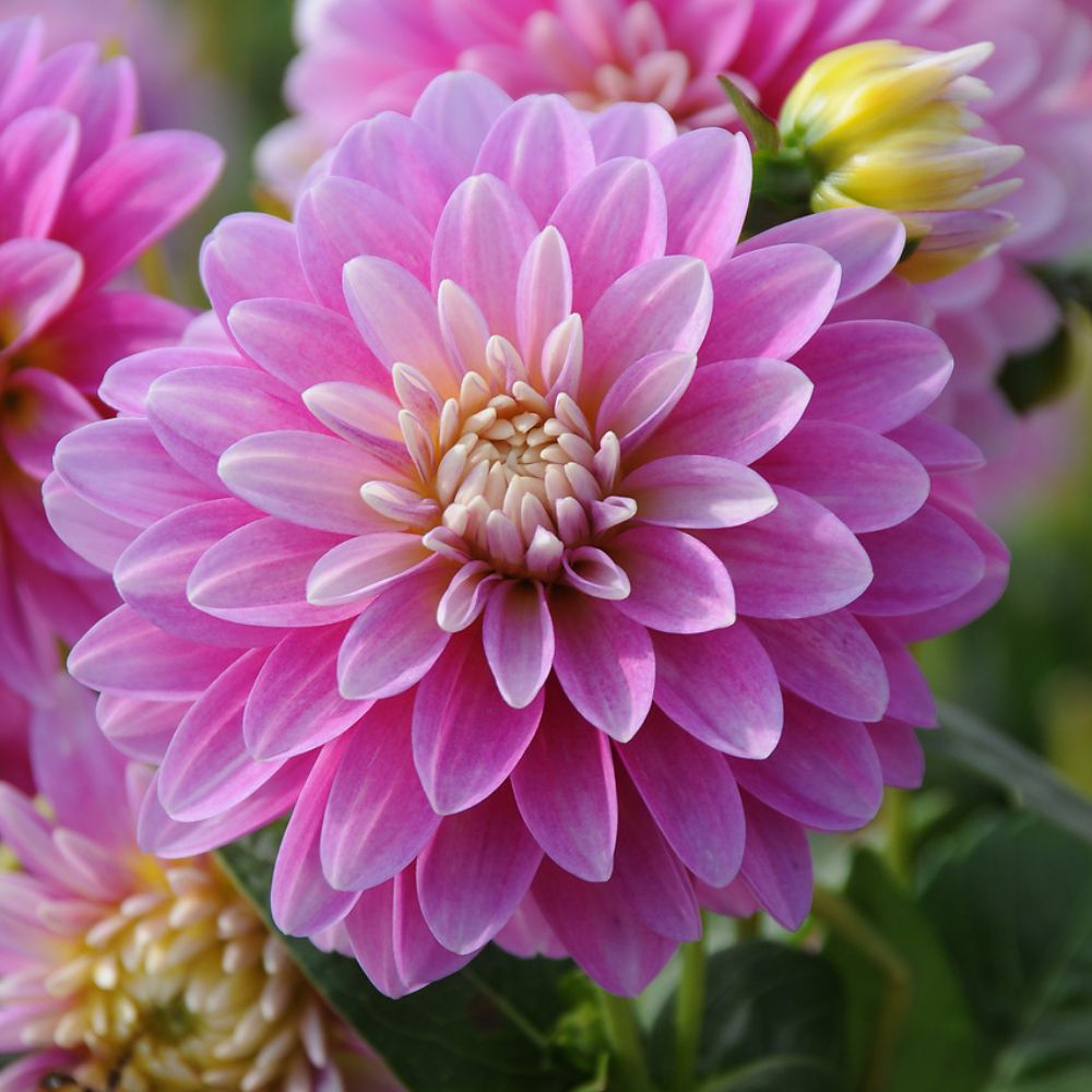 Buy decorative dahlia tuber Dahlia 'Gallery Rembrandt (PBR) (Gallery