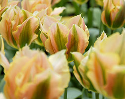 Tulipa andapos;Golden Artistandapos; (viridiflora tulip bulbs)