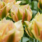 Tulipa Golden Artist